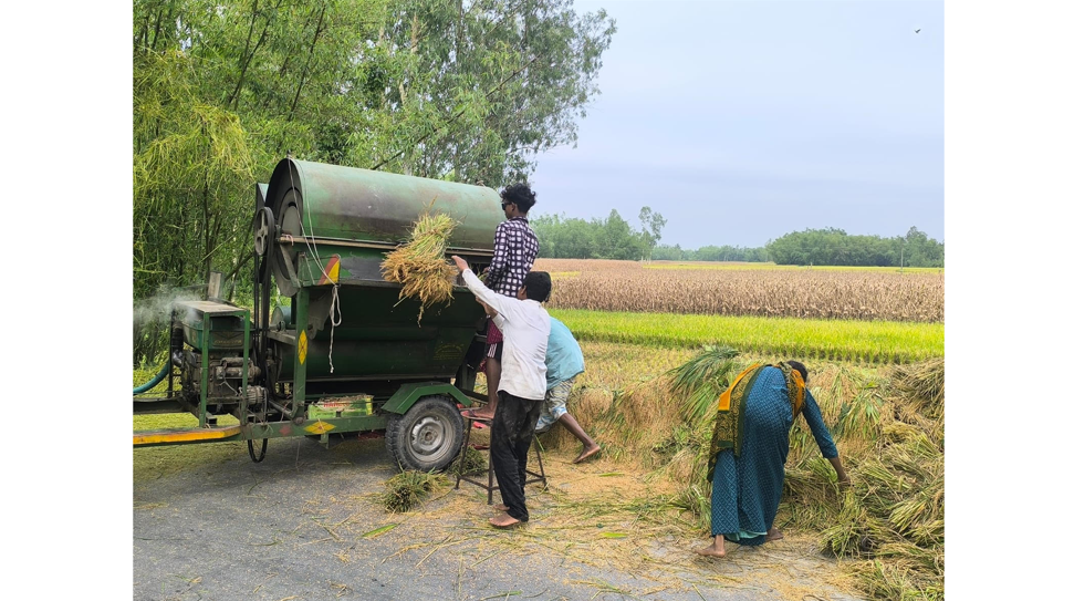নীলফামারীর ডিমলায় বোরো কৃষকের লোকসানের শঙ্কা